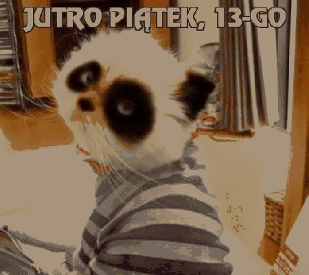 Mały kotek jutro piątek 13-go
